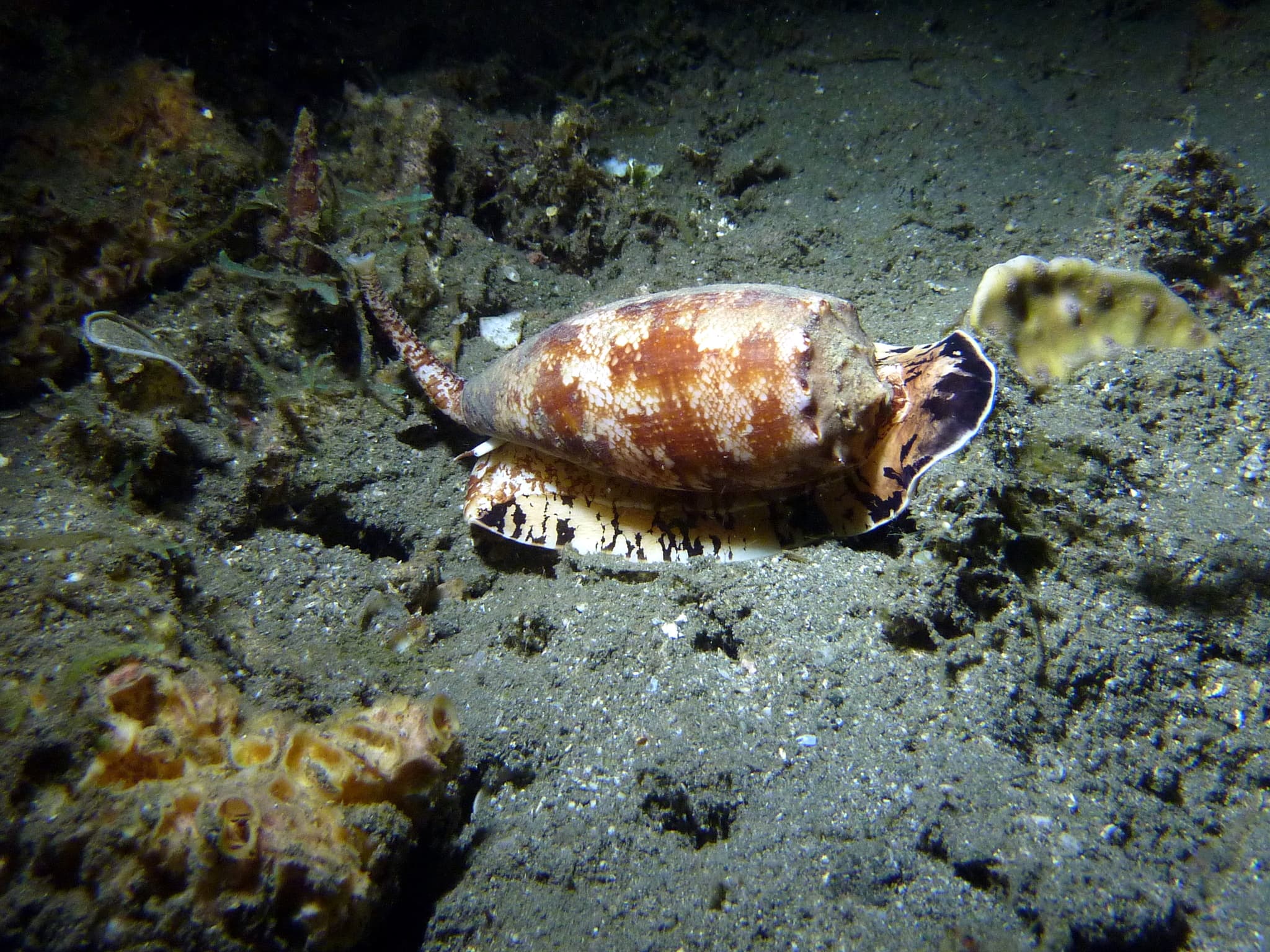 Cone snail