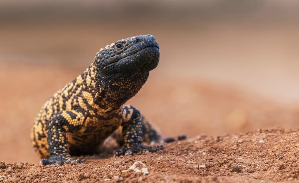 Gila monster