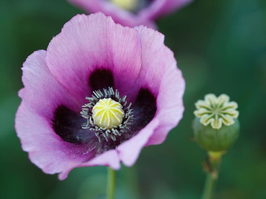 Opium poppy