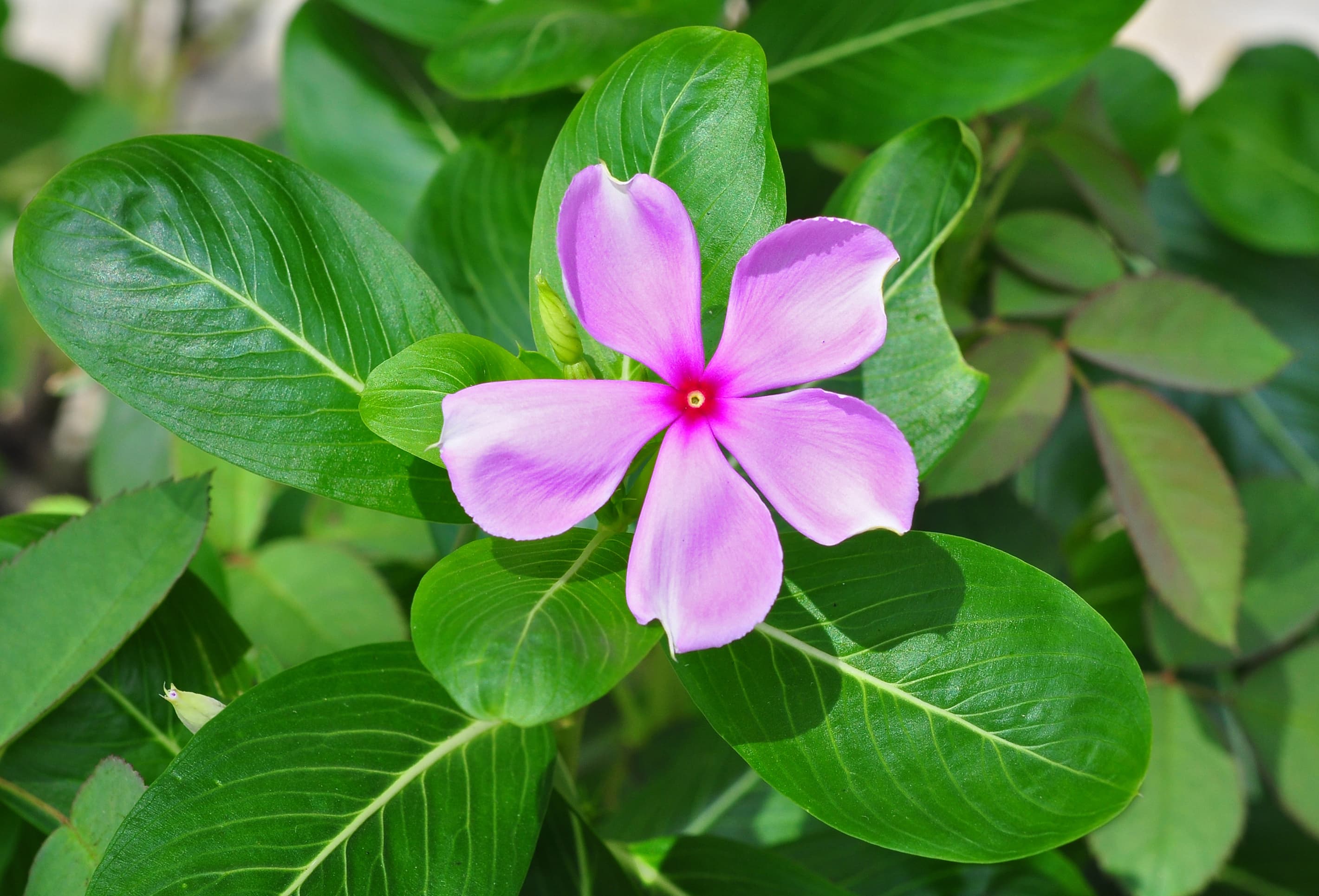 Rosy periwinkle