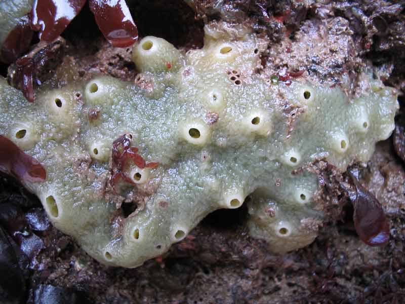 Sea sponge